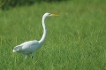 Grote Zilverreiger